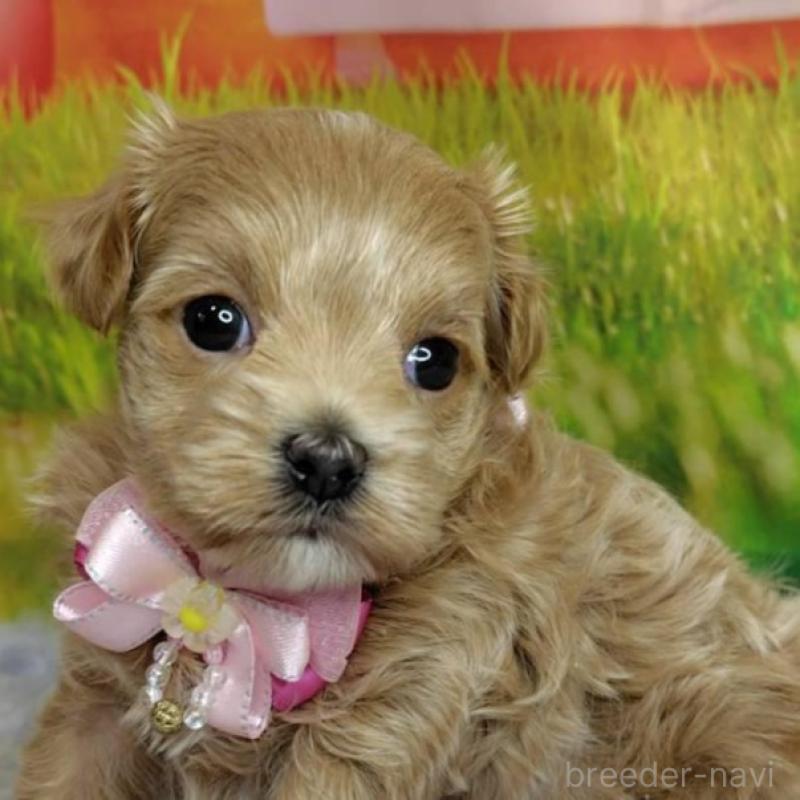 販売中の神奈川県のマルプー:マルチーズ×トイプードル-445999の5枚目