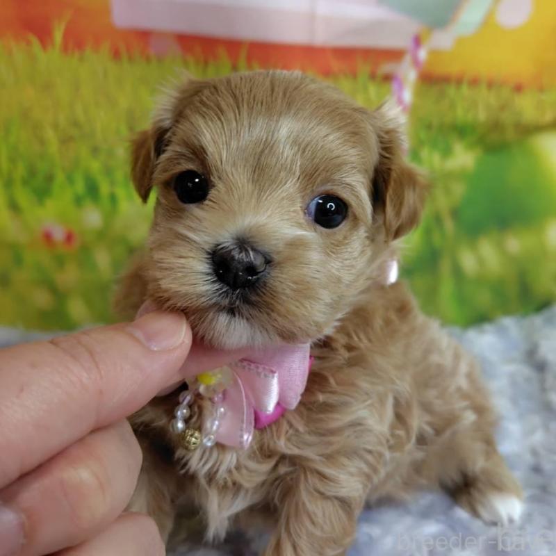 販売中の神奈川県のマルプー:マルチーズ×トイプードル-445999の4枚目