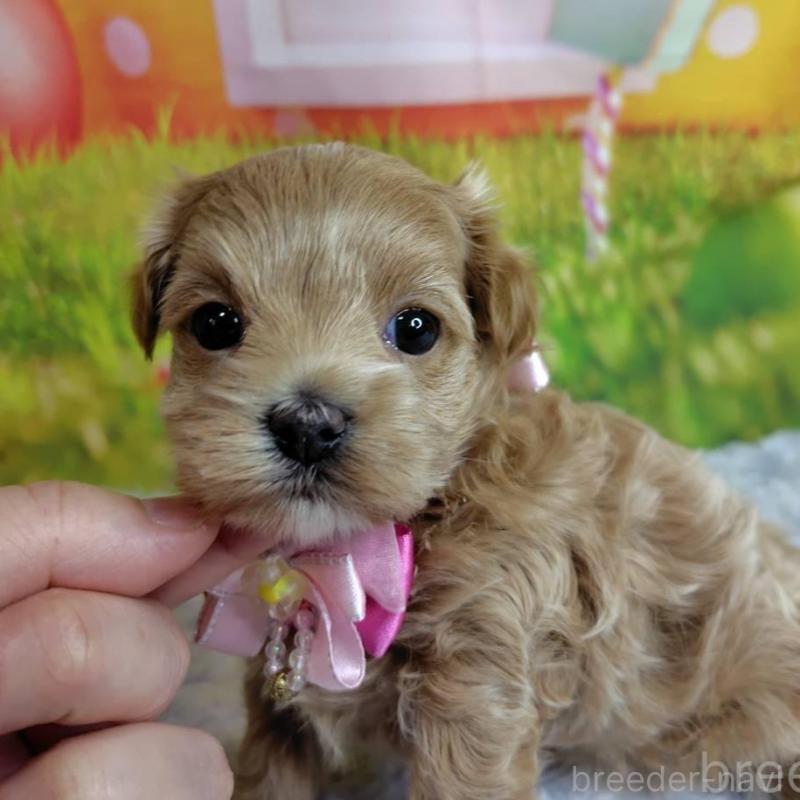 販売中の神奈川県のマルプー:マルチーズ×トイプードル-445999の2枚目