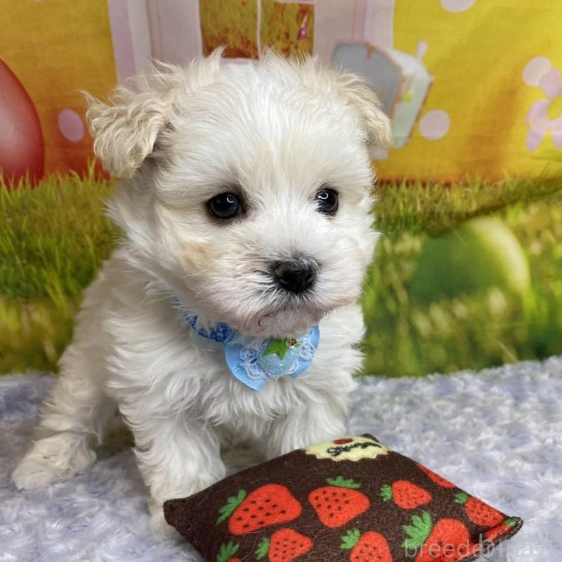 販売中の神奈川県のマルプー:マルチーズ×トイプードル-442212