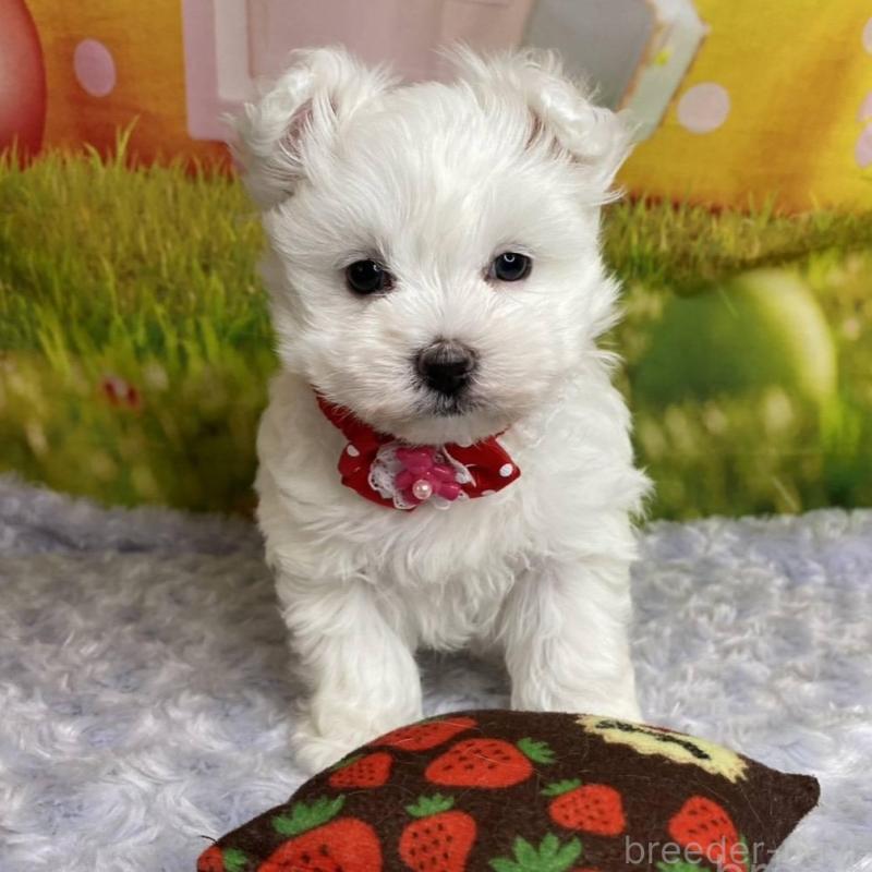 販売中の神奈川県のマルプー:マルチーズ×トイプードル-442195