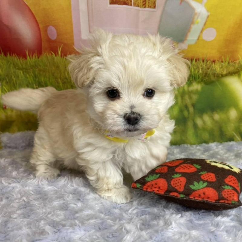 販売中の神奈川県のマルプー:マルチーズ×トイプードル-442177