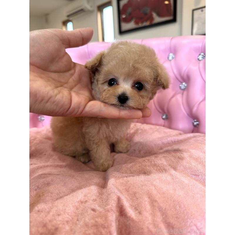 成約済の茨城県のティーカッププードル-446000の6枚目