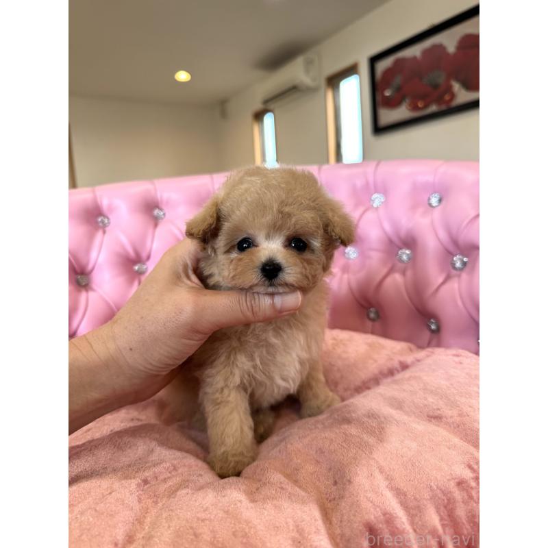 成約済の茨城県のティーカッププードル-446000の4枚目