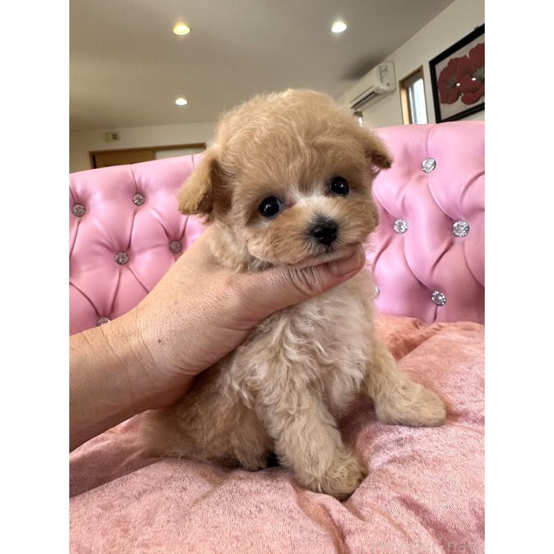 成約済の茨城県のティーカッププードル-446000の1枚目