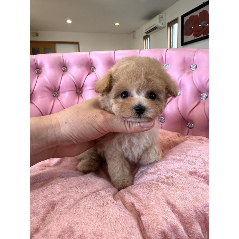 成約済の茨城県のティーカッププードル-446000の2枚目