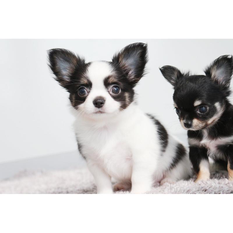 成約済の京都府のチワワ(ロングコート)-441303の8枚目