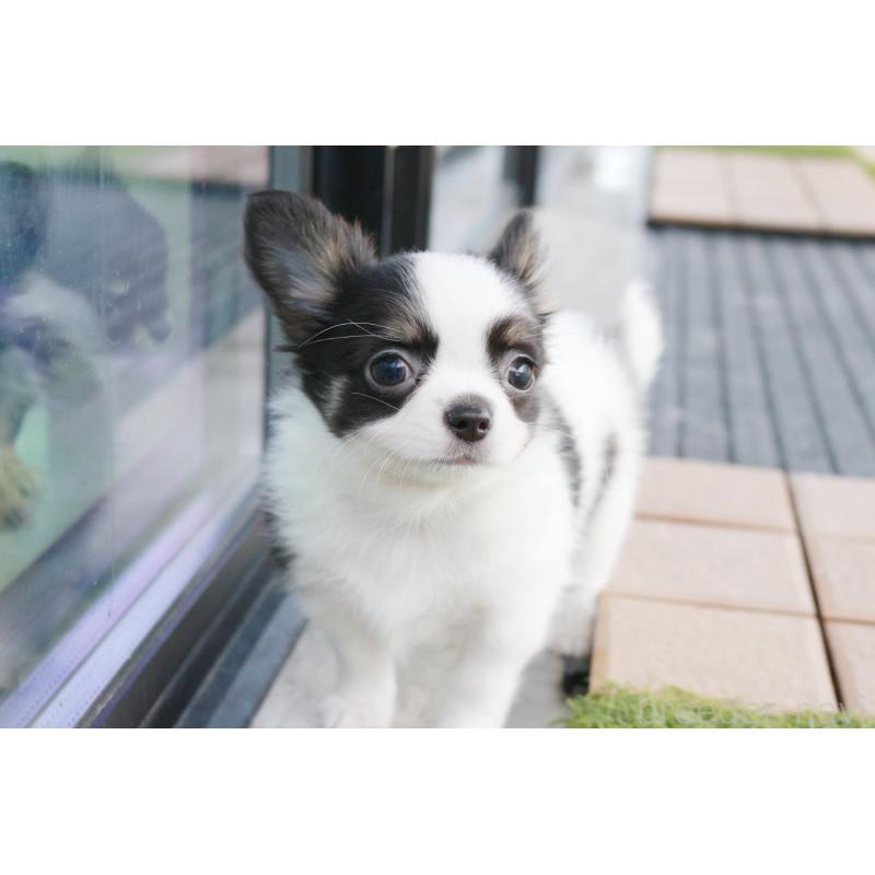 成約済の京都府のチワワ(ロングコート)-441303の7枚目