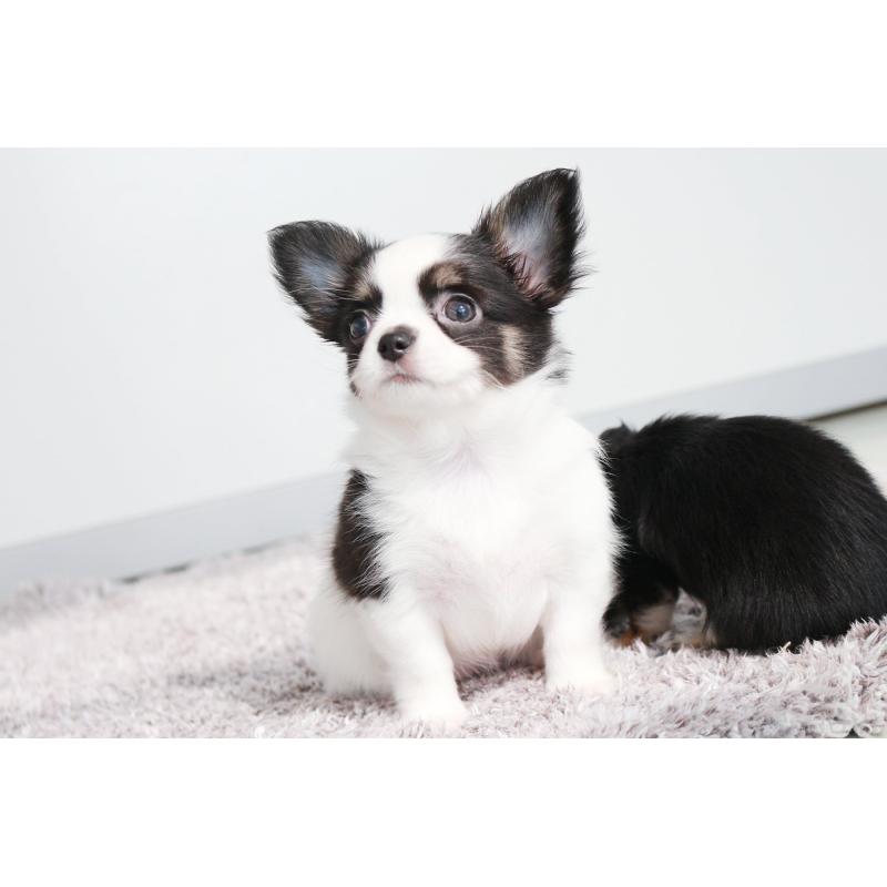 成約済の京都府のチワワ(ロングコート)-441303の6枚目