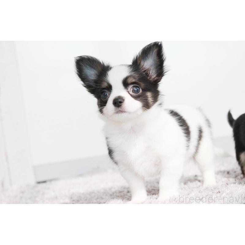 成約済の京都府のチワワ(ロングコート)-441303の5枚目