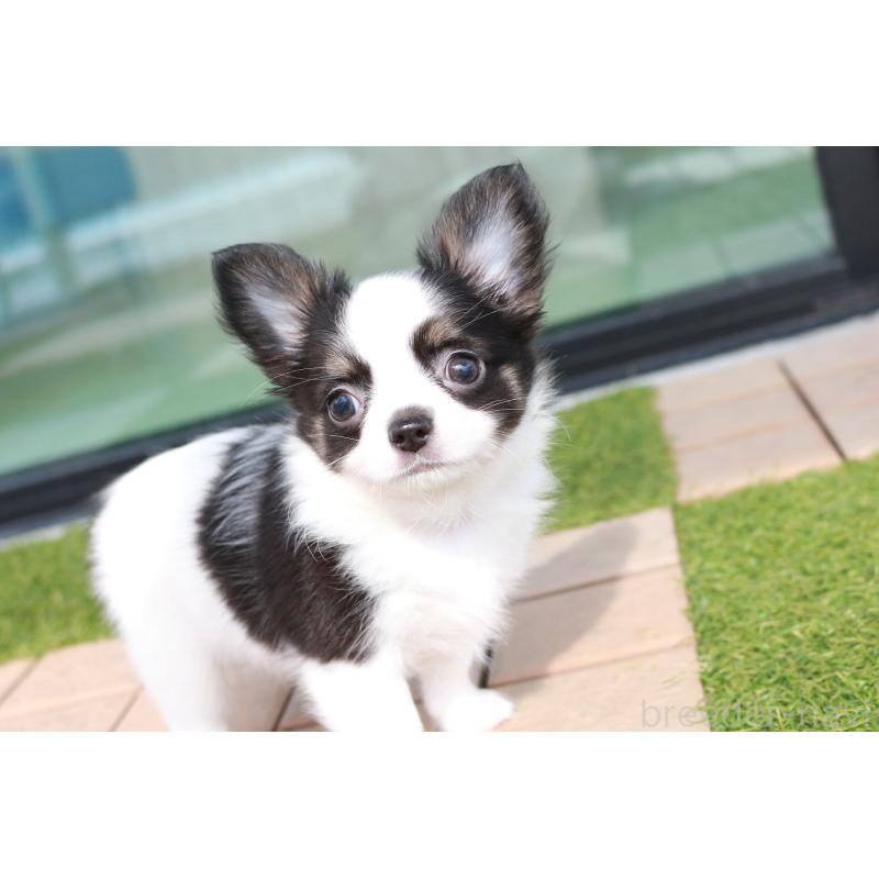 成約済の京都府のチワワ(ロングコート)-441303の4枚目