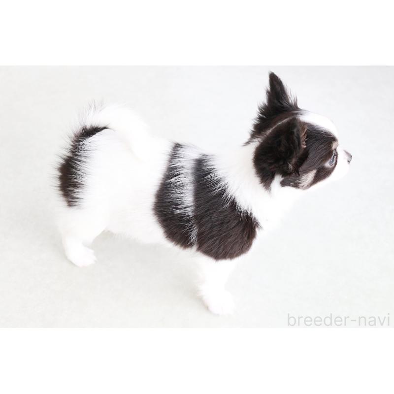 成約済の京都府のチワワ(ロングコート)-441303の2枚目