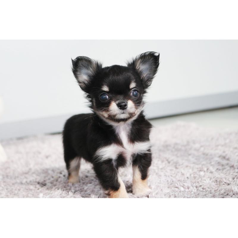 販売中の京都府のチワワ(ロングコート)-441302の10枚目