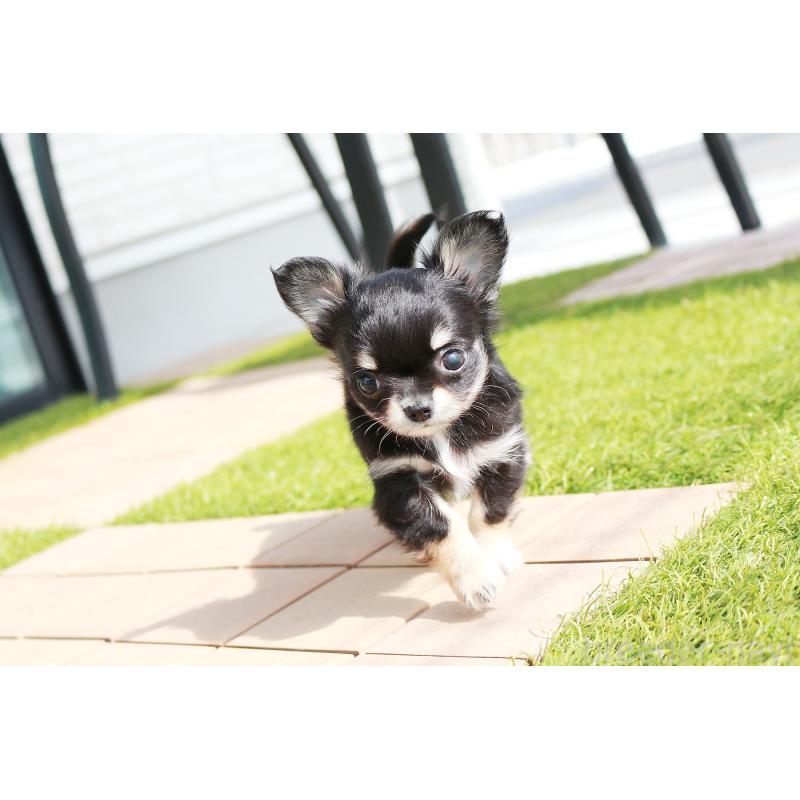 販売中の京都府のチワワ(ロングコート)-441302の9枚目