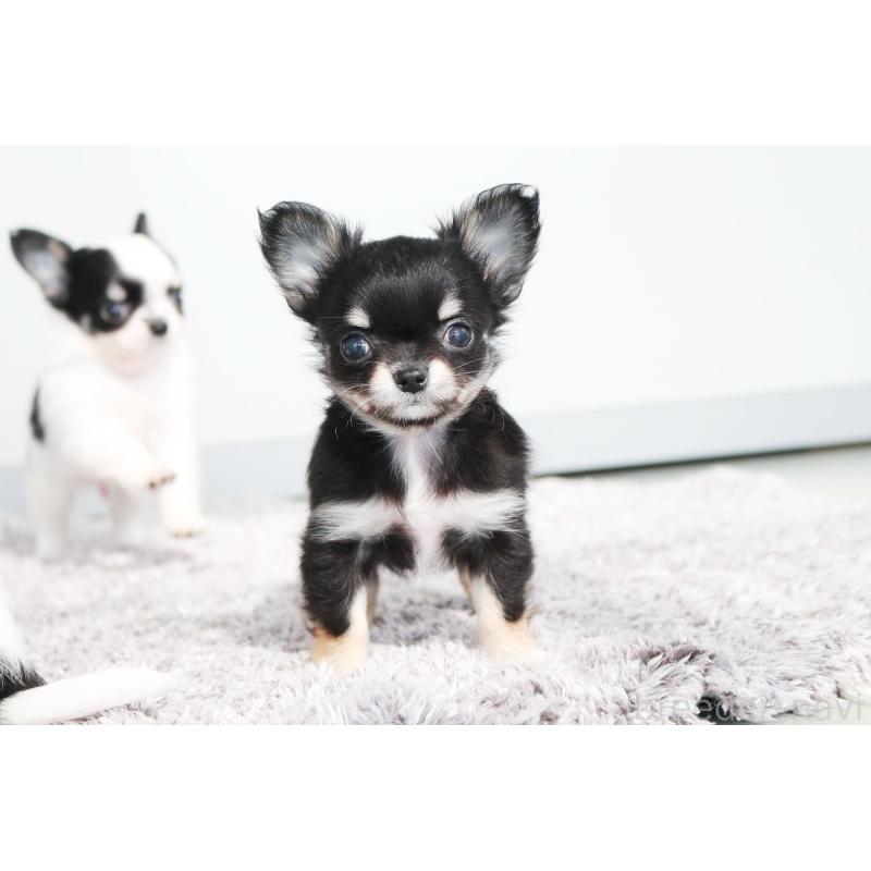 販売中の京都府のチワワ(ロングコート)-441302の8枚目