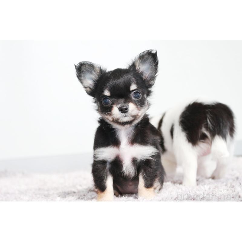 販売中の京都府のチワワ(ロングコート)-441302の7枚目