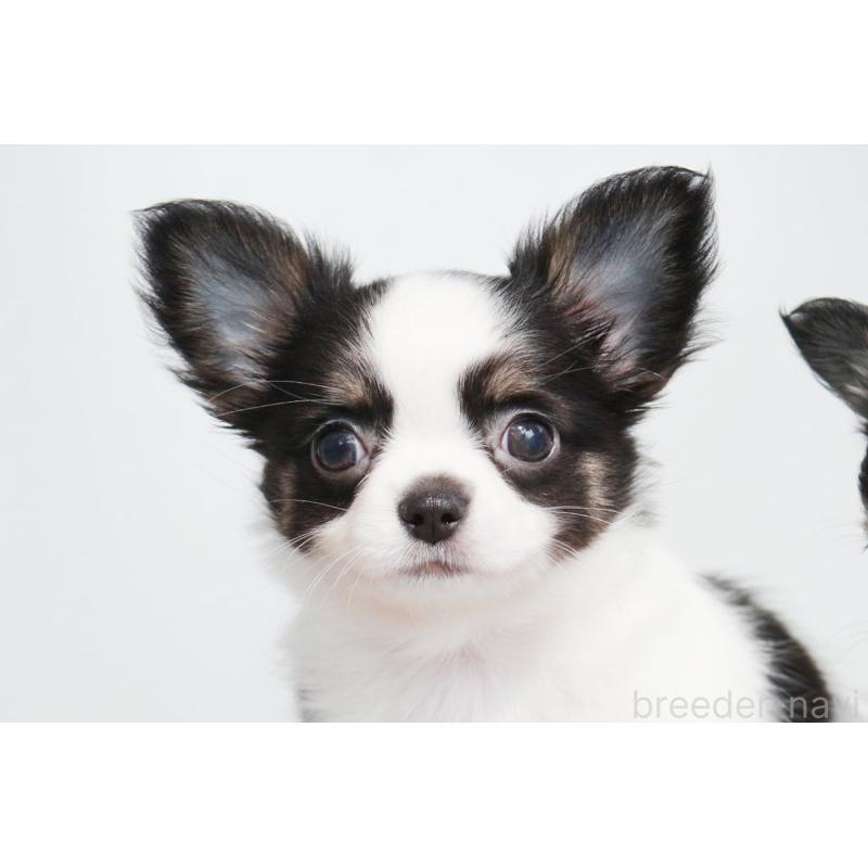 成約済の京都府のチワワ(ロングコート)-441303の1枚目