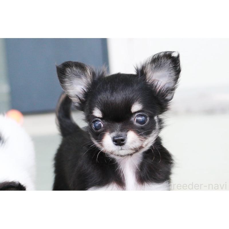 販売中の京都府のチワワ(ロングコート)-441302