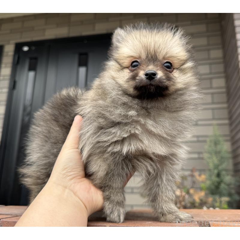 成約済の福岡県のポメラニアン-365546の8枚目