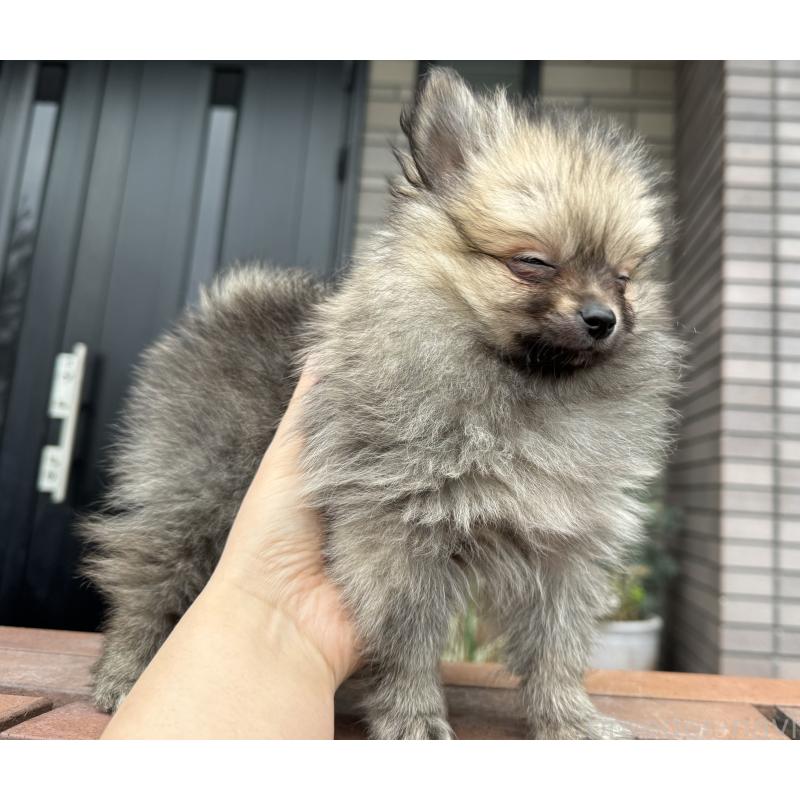 成約済の福岡県のポメラニアン-365546の7枚目