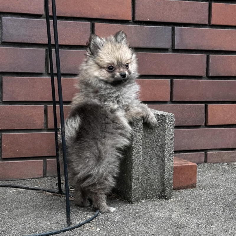 成約済の福岡県のポメラニアン-365546の6枚目