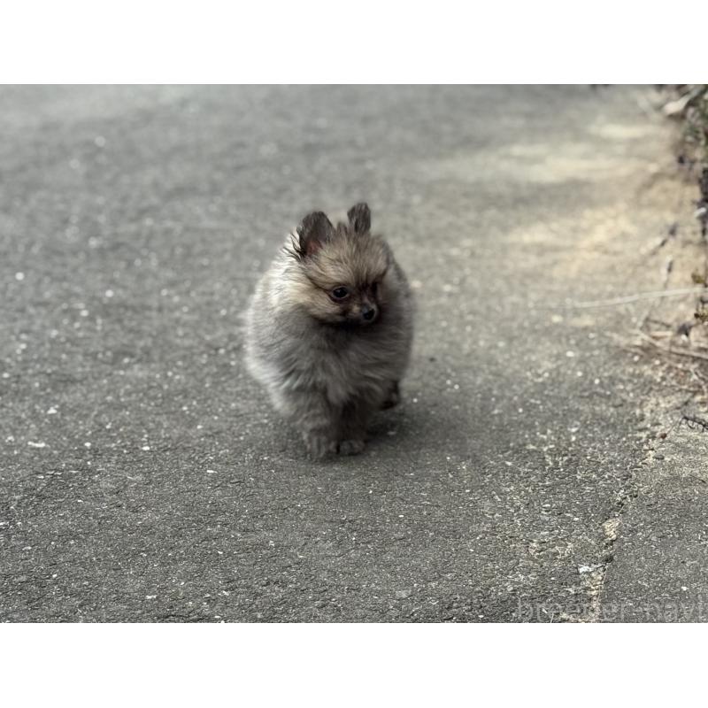 成約済の福岡県のポメラニアン-365546の5枚目