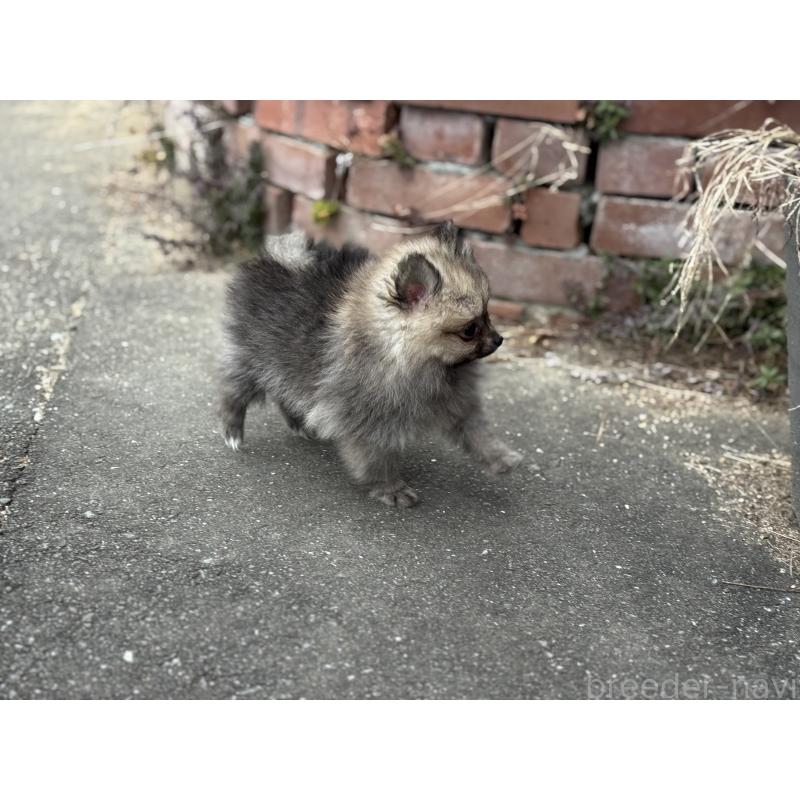 成約済の福岡県のポメラニアン-365546の4枚目