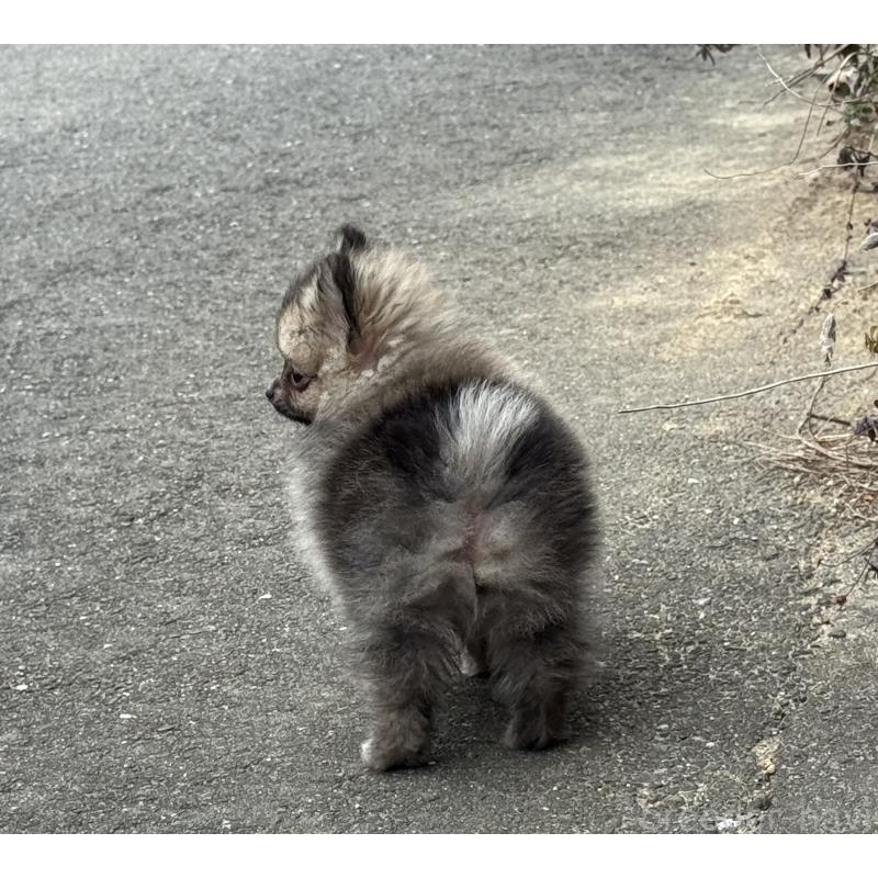 成約済の福岡県のポメラニアン-365546の3枚目