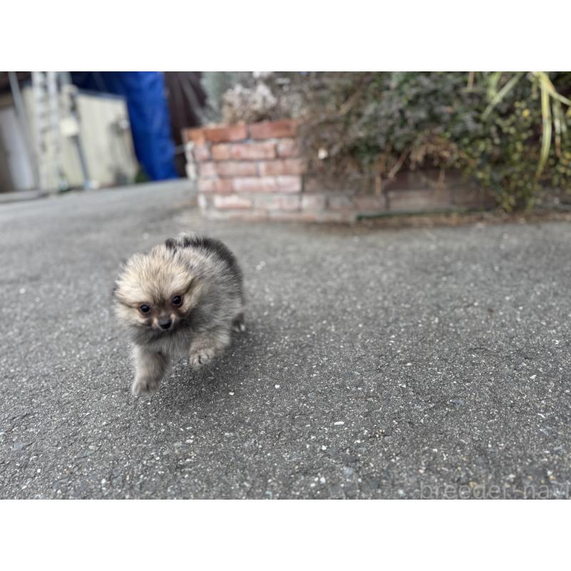 成約済の福岡県のポメラニアン-365546の2枚目