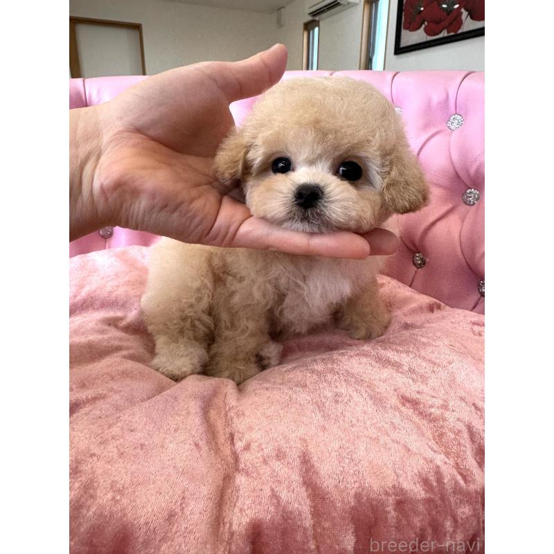 販売中の茨城県のティーカッププードル-446001の10枚目