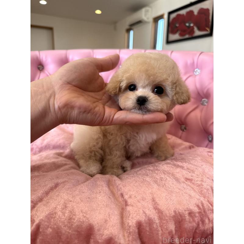 販売中の茨城県のティーカッププードル-446001の9枚目