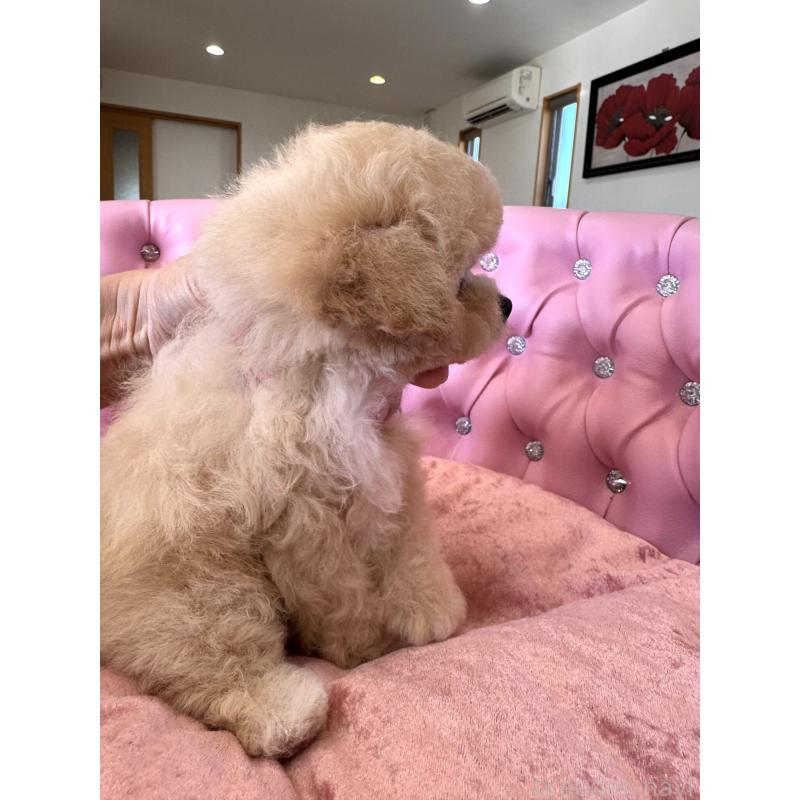 販売中の茨城県のティーカッププードル-446001の7枚目