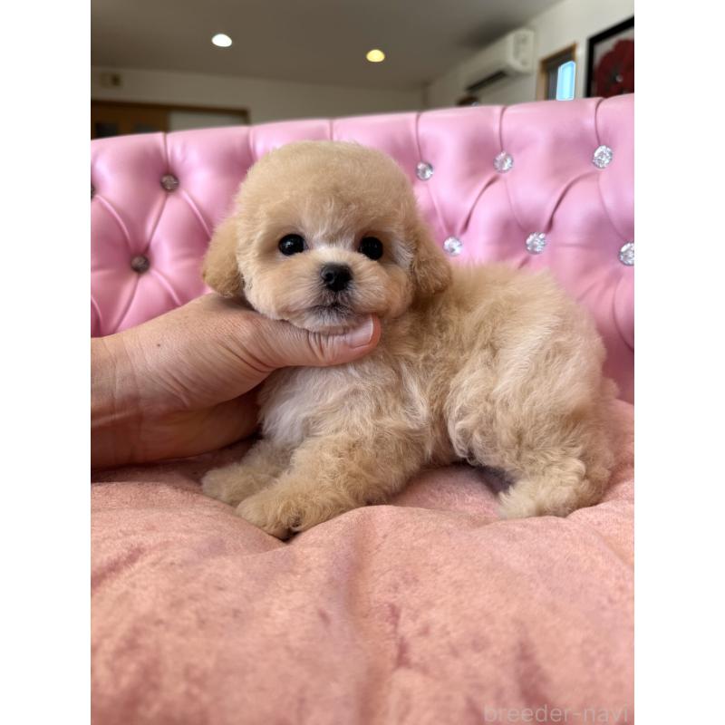 販売中の茨城県のティーカッププードル-446001の6枚目