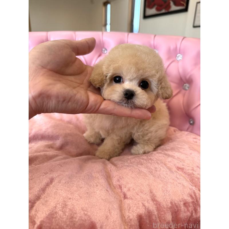 販売中の茨城県のティーカッププードル-446001の3枚目