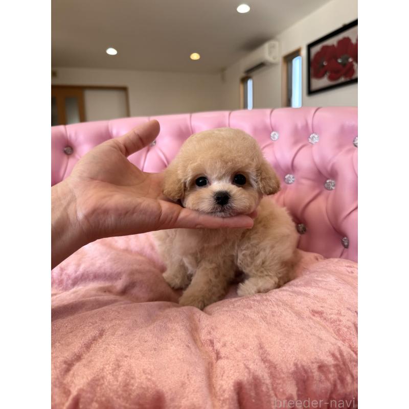 販売中の茨城県のティーカッププードル-446001の2枚目