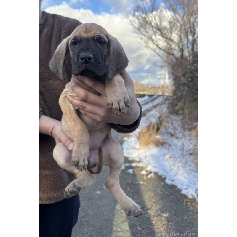 販売中の徳島県のグレートデン-446002の2枚目