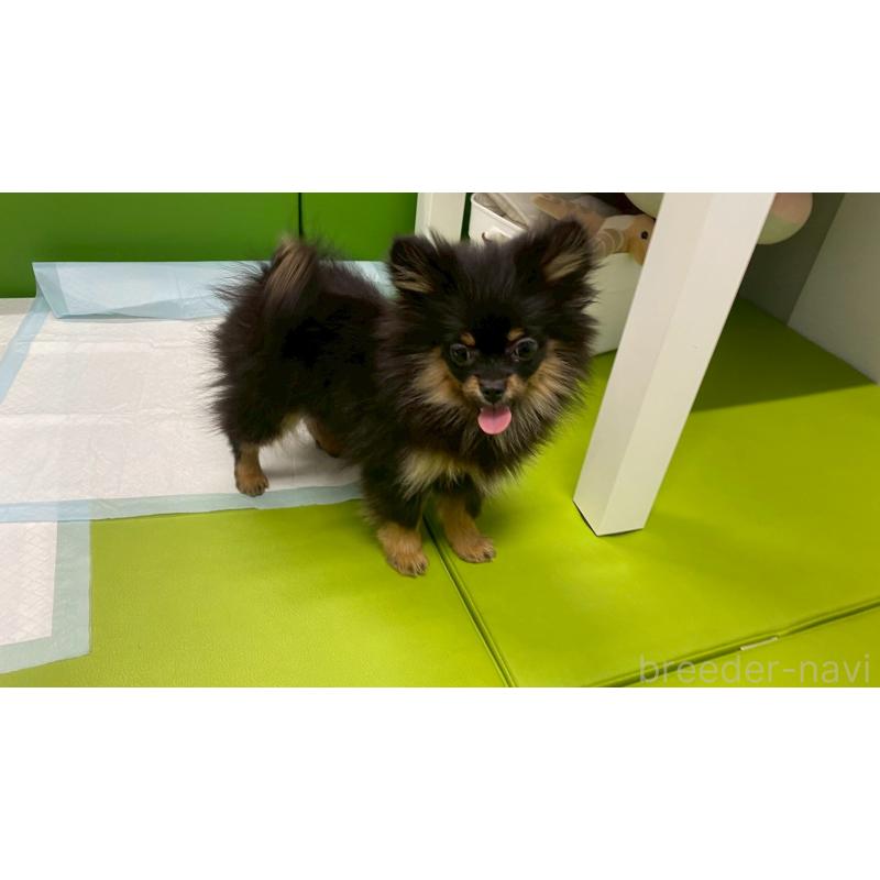 販売中の兵庫県のポメチワ:ポメラニアン×チワワ-429542の6枚目