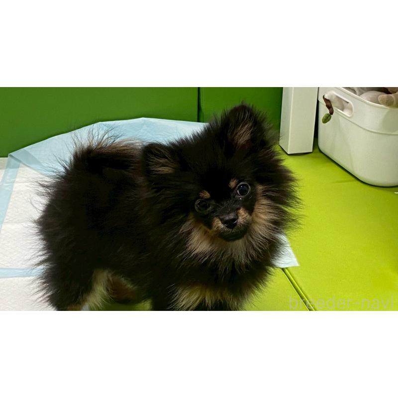 販売中の兵庫県のポメチワ:ポメラニアン×チワワ-429542の4枚目