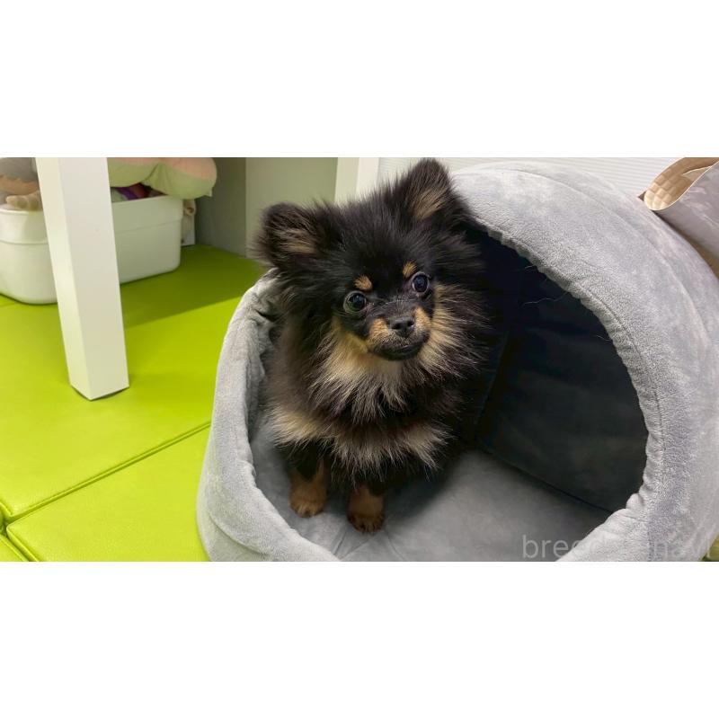 販売中の兵庫県のポメチワ:ポメラニアン×チワワ-429542の3枚目