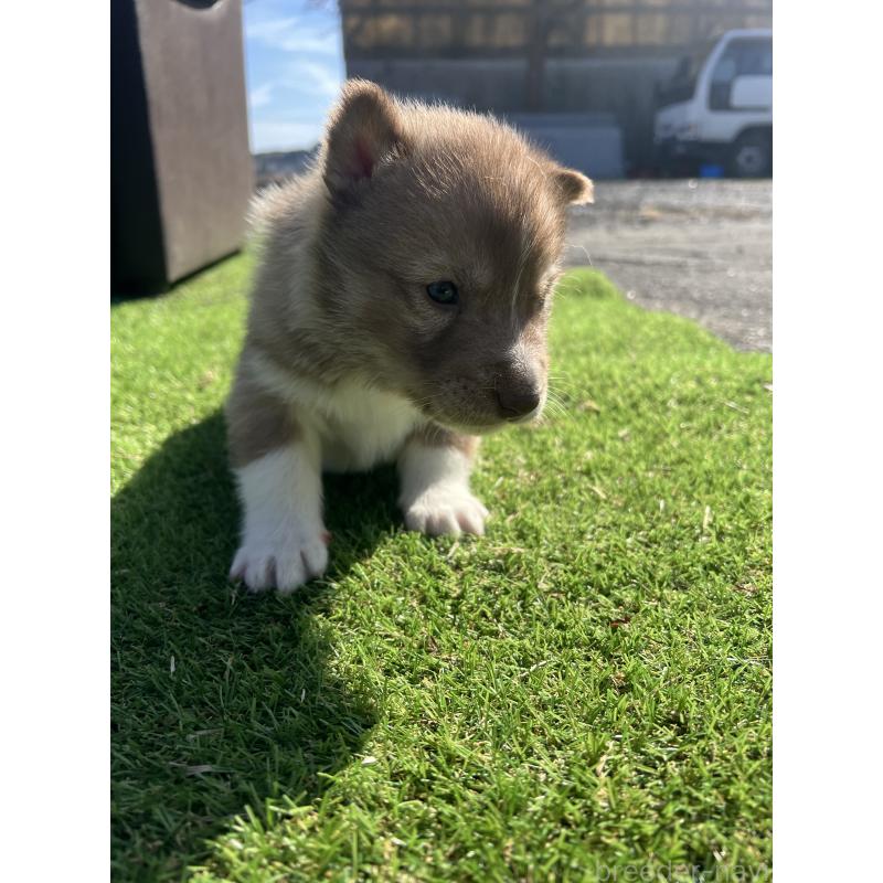 販売中の静岡県のシベリアンハスキー-446003の8枚目