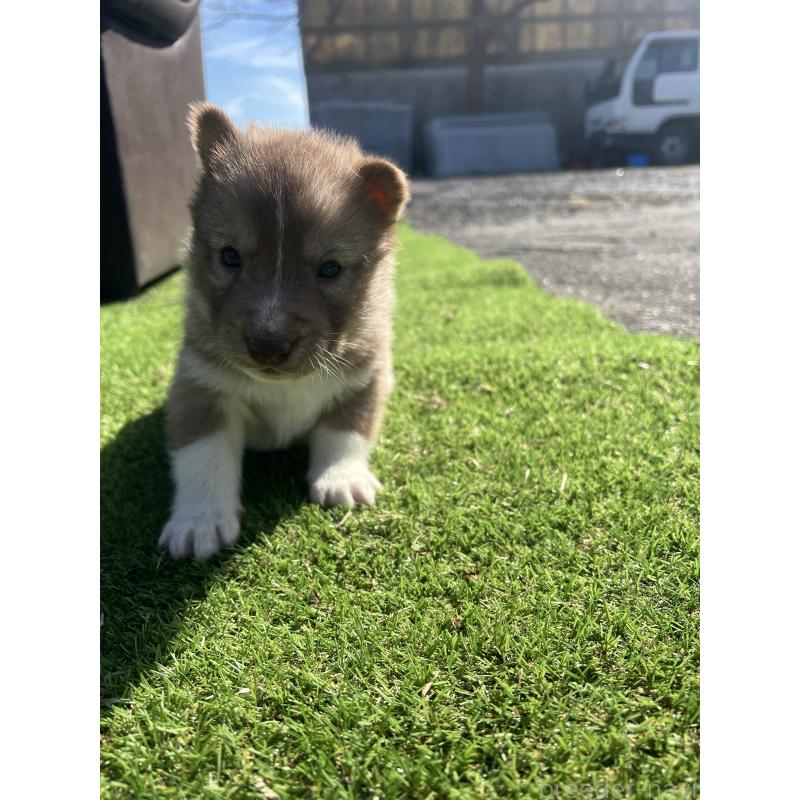 販売中の静岡県のシベリアンハスキー-446003の7枚目