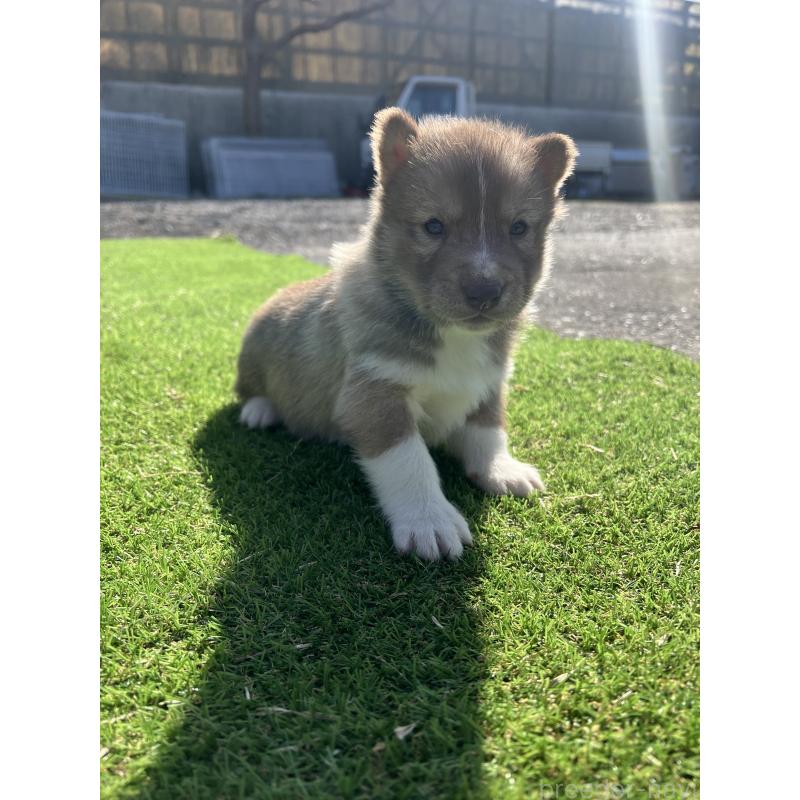 販売中の静岡県のシベリアンハスキー-446003の6枚目