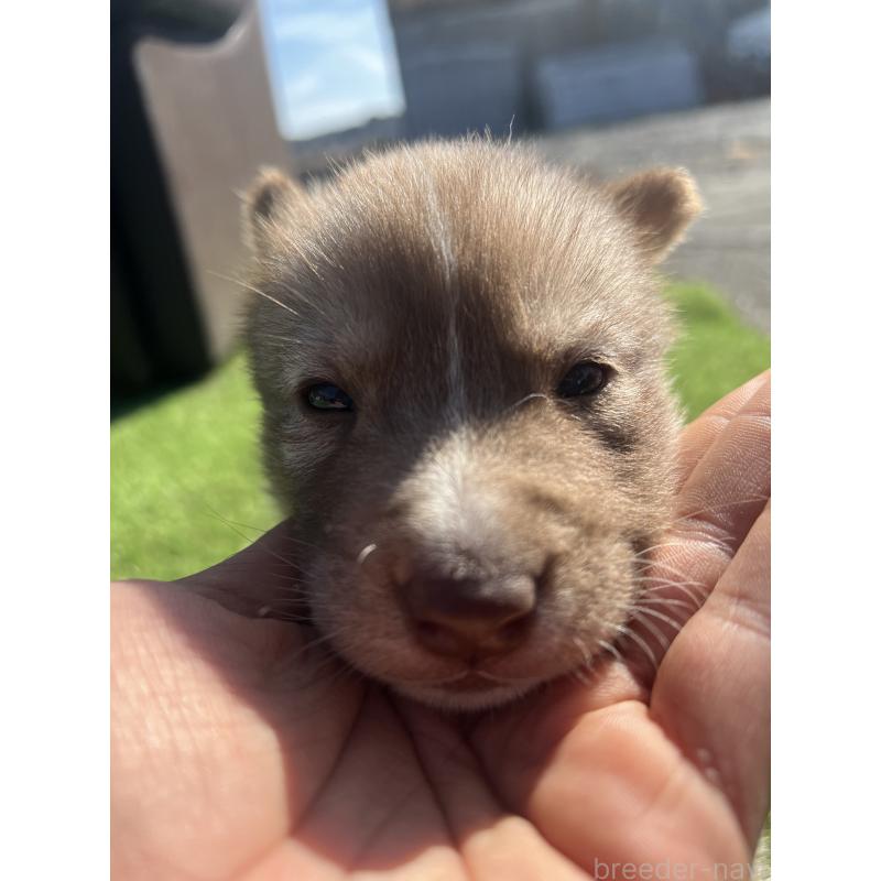 販売中の静岡県のシベリアンハスキー-446003の5枚目