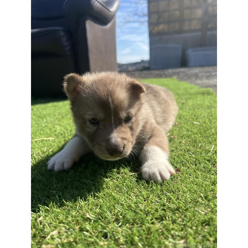 販売中の静岡県のシベリアンハスキー-446003の3枚目