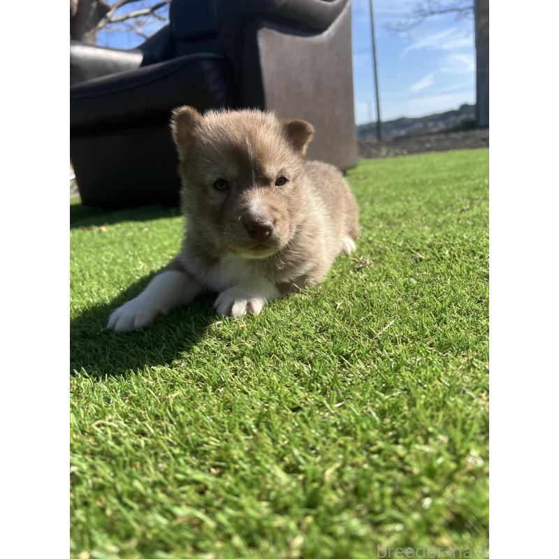 販売中の静岡県のシベリアンハスキー-446003の2枚目