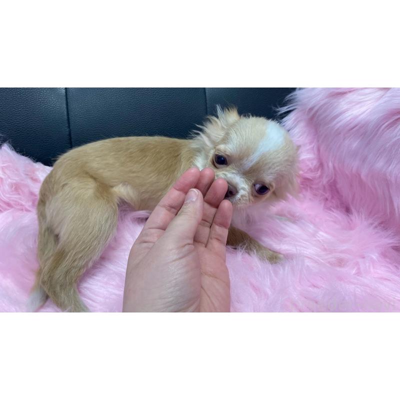 販売中の兵庫県のチワワ(ロングコート)-429546の7枚目