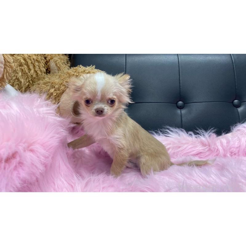 販売中の兵庫県のチワワ(ロングコート)-429546の6枚目