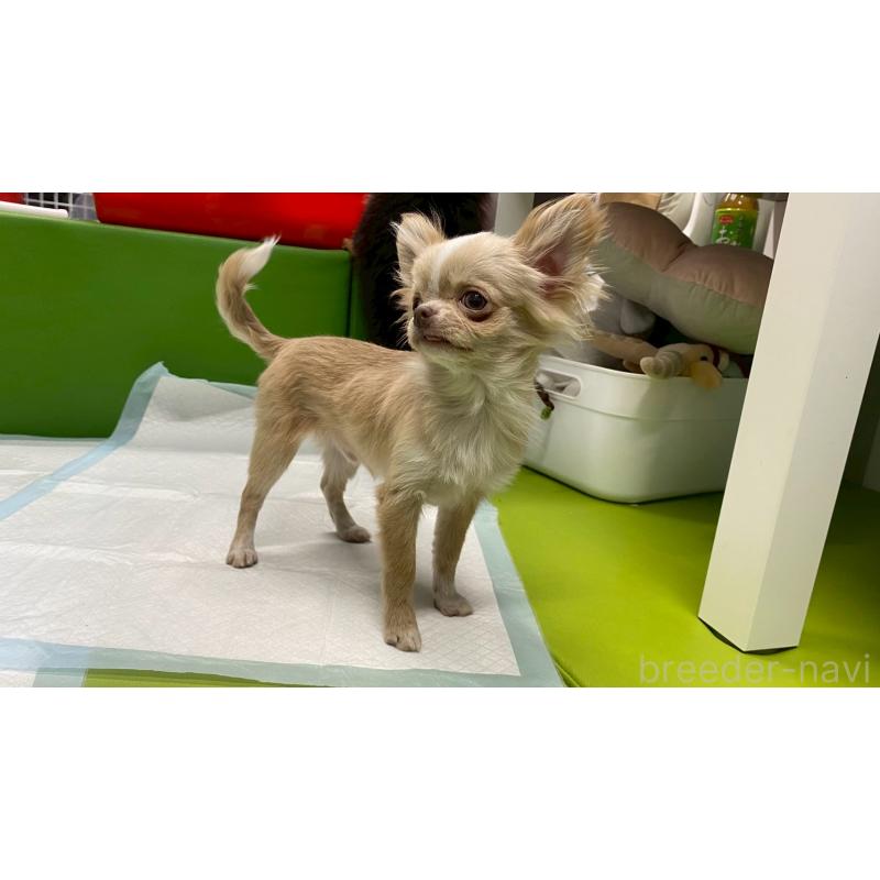 販売中の兵庫県のチワワ(ロングコート)-429546の5枚目