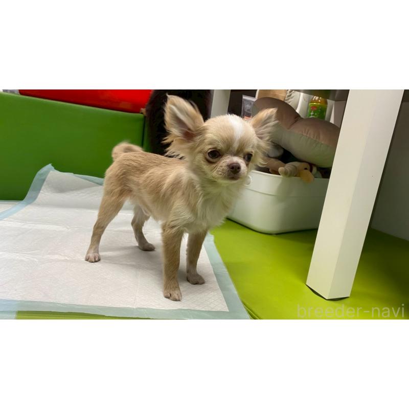 販売中の兵庫県のチワワ(ロングコート)-429546の3枚目