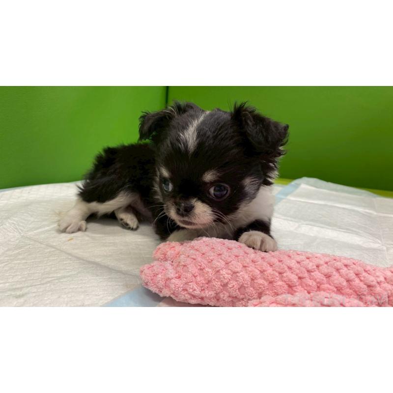 販売中の兵庫県のチワワ(ロングコート)-446004の10枚目